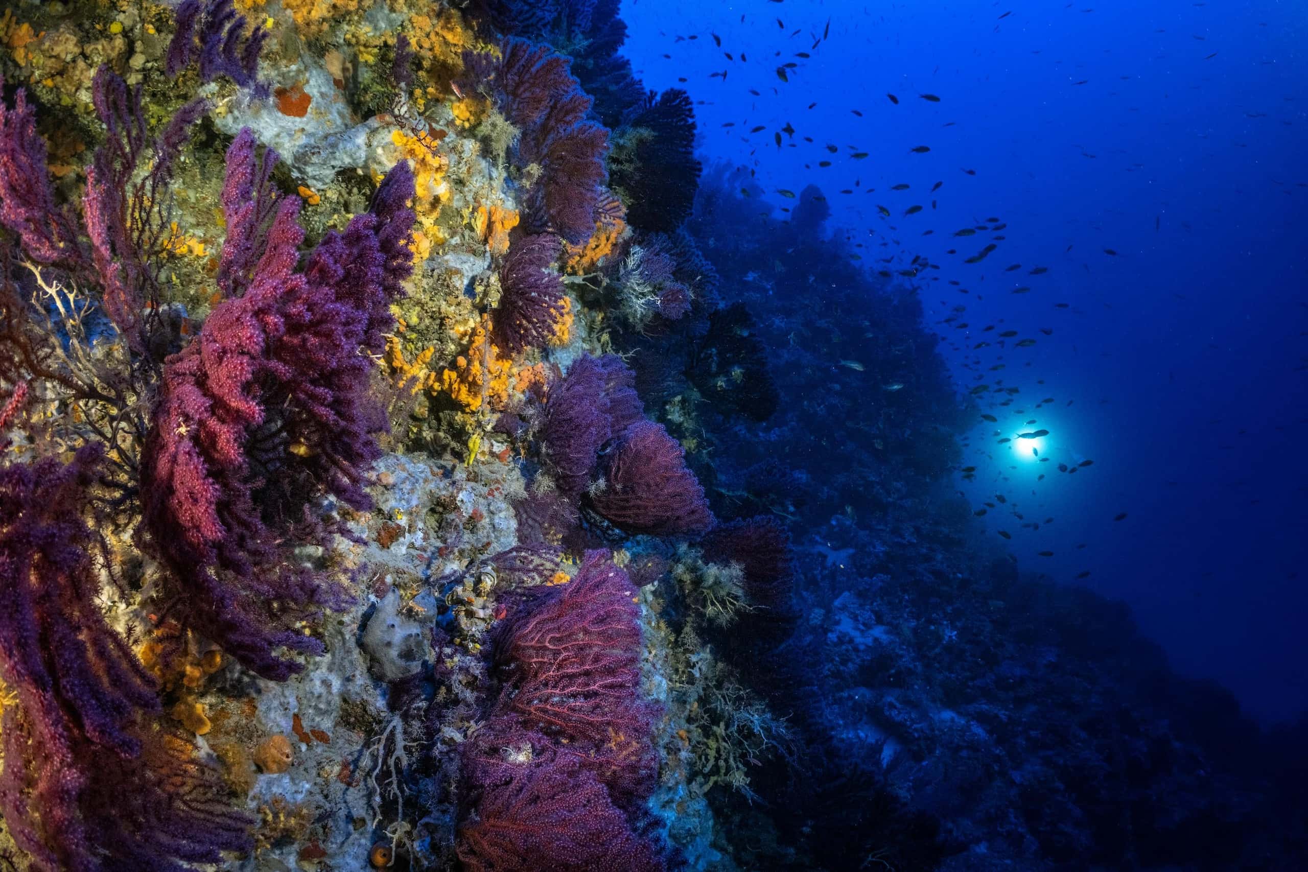 Under The Pole IV • DEEPLIFE